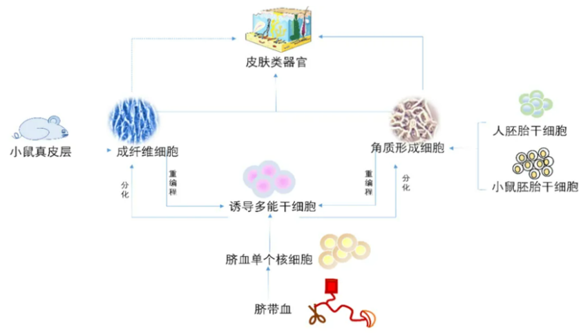 新型皮膚,芯片,化妝品安全,功效評價