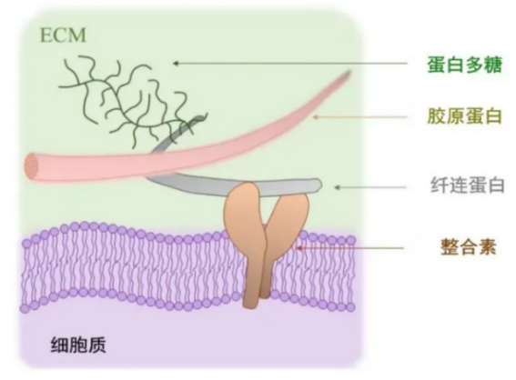 皮膚,抗衰,細(xì)胞,功效評(píng)估,去皺,抗初老,緊致