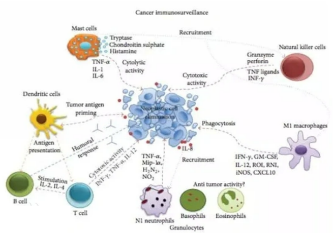 皮膚,抗衰,細(xì)胞,功效評(píng)估,去皺,抗初老,緊致
