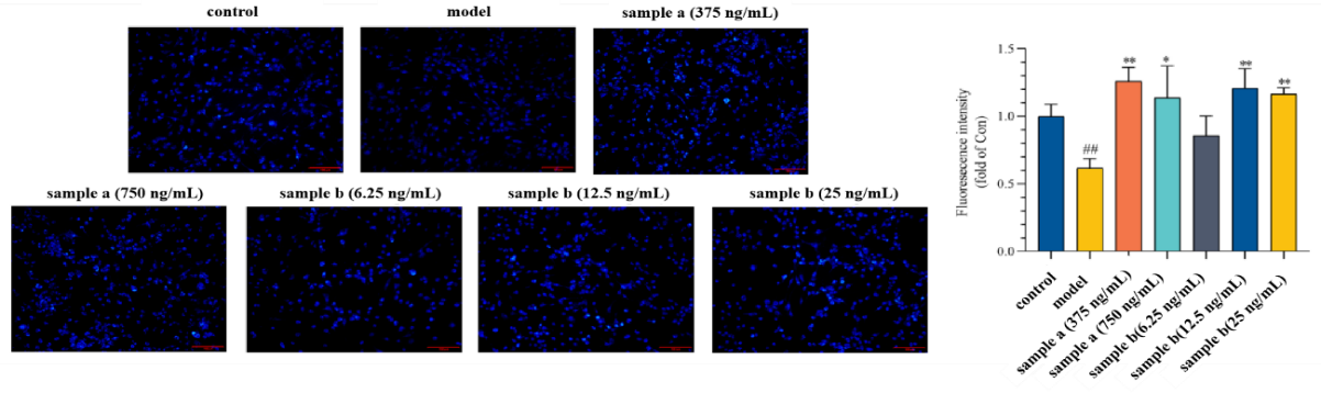 體外細胞培養,模型,化妝品抗衰,功效評價