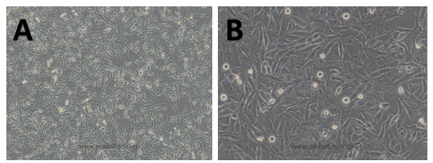 體外細(xì)胞,培養(yǎng),模型,祛斑,美白,功效評估