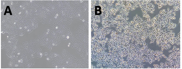 體外細(xì)胞,培養(yǎng),模型,祛斑,美白,功效評估