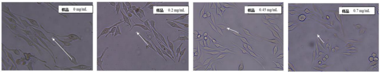 體外細(xì)胞,培養(yǎng),模型,祛斑,美白,功效評估