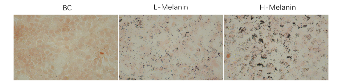 體外細(xì)胞,培養(yǎng),模型,祛斑,美白,功效評估