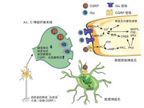 敏感肌,皮膚,敏感